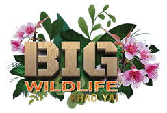 BIG Wildlife Concert